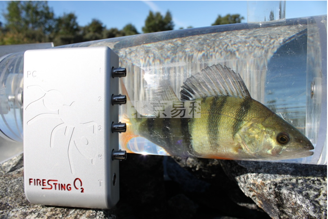 Aqua-RF水生动物呼吸与能量代谢丈量客户定制计划