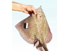 水情形与水生动物心理生态数据收罗器